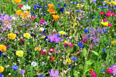 Logo trade promotional gift photo of: Flowers mix seeds in envelope