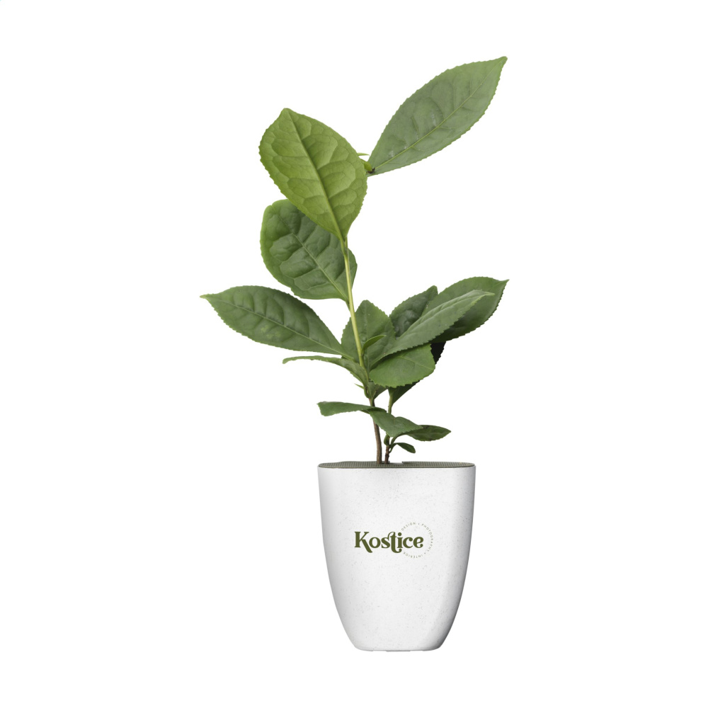 Logo trade promotional merchandise picture of: Treemore Letterbox Trees Tea plant