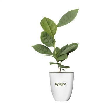 Logotrade promotional giveaways photo of: Treemore Letterbox Trees Tea plant