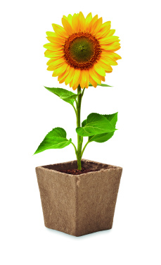 Logo trade promotional products image of: Sunflower growing kit