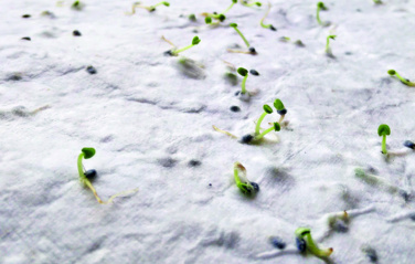 Logo trade promotional giveaways picture of: Wildflower seed business card.